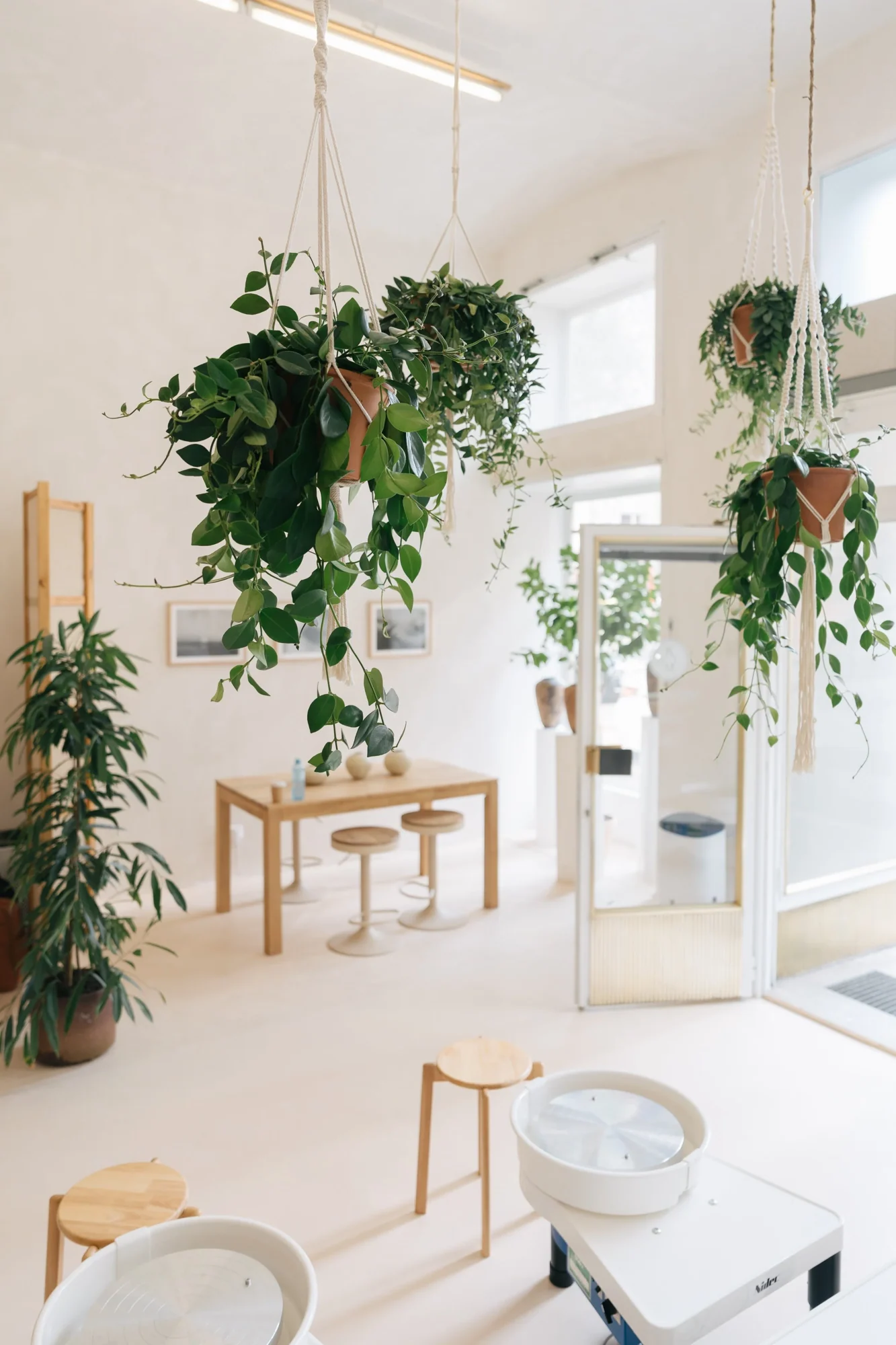 & Many Plants